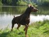 Dobermann Hund