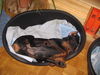 Dobermann Hund