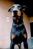 Dobermann Hund