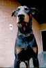 Dobermann Hund