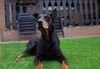 Dobermann Hund