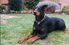 Dobermann Hund