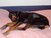 Dobermann Hund