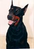 Dobermann Hund