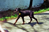 Dobermann Hund