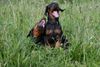 Dobermann Hund