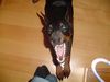 Dobermann Hund