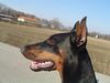 Dobermann Hund