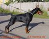 Dobermann Hund