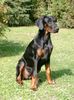 Dobermann Hund