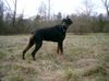 Dobermann Hund