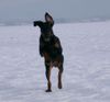 Dobermann Hund