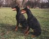 Dobermann Hund