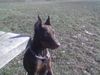 Dobermann Hund