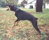 Dobermann Hund