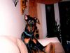 Dobermann Hund