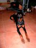 Dobermann Hund