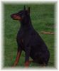 Dobermann Hund