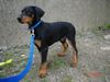 Dobermann Hund