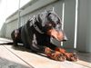 Dobermann Hund