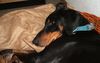 Dobermann Hund