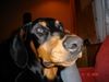 Dobermann Hund