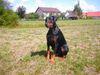 Dobermann Hund