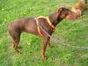 Dobermann Hund