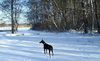 Dobermann Hund