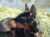 Dobermann Hund