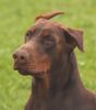 Dobermann Hund