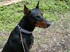 Dobermann Hund