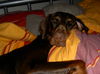 Dobermann Hund