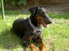 Dobermann Hund