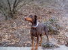 Dobermann Hund