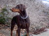 Dobermann Hund