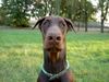 Dobermann Hund