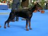 Dobermann Hund