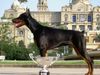 Dobermann Hund