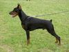 Dobermann Hund