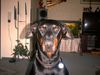 Dobermann Hund