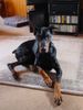 Dobermann Hund