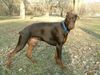 Dobermann Hund