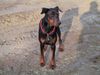 Dobermann Hund