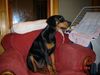 Dobermann Hund