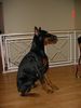 Dobermann Hund