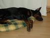 Dobermann Hund