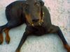 Dobermann Hund