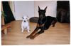 Dobermann Hund