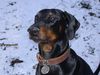 Dobermann Hund